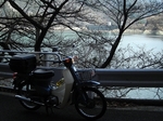 SampoEnzanSakura 20190331-113104.JPG