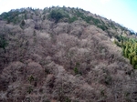 SampoEnzanSakura 20190331-114438.JPG