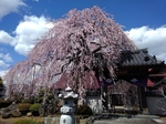 SampoEnzanSakura 20190331-125901.JPG