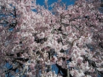 SampoEnzanSakura 20190331-130138.JPG