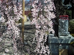 SampoEnzanSakura 20190331-130250.JPG
