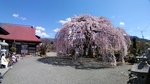 SampoEnzanSakura 20190331-130403.JPG