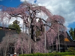 SampoEnzanSakura 20190331-132245.JPG