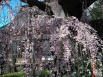SampoEnzanSakura 20190331-132415.JPG
