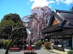 SampoEnzanSakura 20190331-132842.JPG
