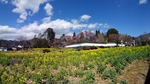 SampoEnzanSakura 20190331-133311.JPG