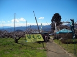 SampoEnzanSakura 20190331-133357.JPG