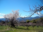 SampoEnzanSakura 20190331-133629.JPG
