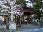 SampoEnzanSakura 20190331-162736.JPG