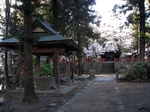 SampoEnzanSakura 20190331-162849.JPG