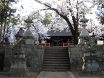 SampoEnzanSakura 20190331-162952.JPG