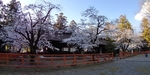 SampoEnzanSakura 20190331-163427.JPG