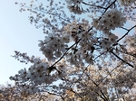 SampoEnzanSakura 20190331-163530.JPG