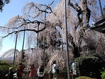 SampoJiunji 20190406-130439.JPG