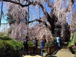 SampoJiunji 20190406-130532.JPG