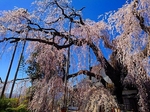 SampoJiunji 20190406-130537.JPG