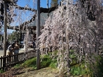 SampoJiunji 20190406-130625.JPG