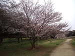 MeigiHenkou20160330-153046.JPG