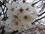 MeigiHenkou20160330-153150.JPG