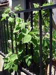 SampoChichibuRindou20180422-110656.JPG