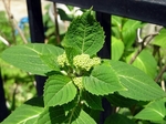 SampoChichibuRindou20180422-110741.JPG