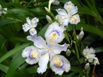 SampoChichibuRindou20180422-122840.JPG