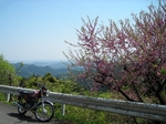 SampoChichibuRindou20180422-124850.JPG