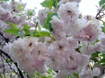 SampoChichibuRindou20180422-161148.JPG