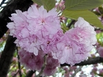 SampoChichibuRindou20180422-161354.JPG