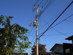 SampoEnzanKouyou20151105-090344.JPG